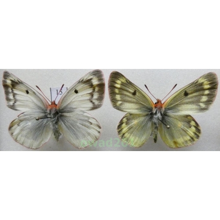 Colias phicomone (Esper, 1780) pair Austria15